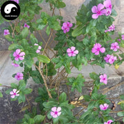 Chang Chun Hua 长春花, Herba Catharanthus Roseus, Yan Lai Hong-Health Wisdom™