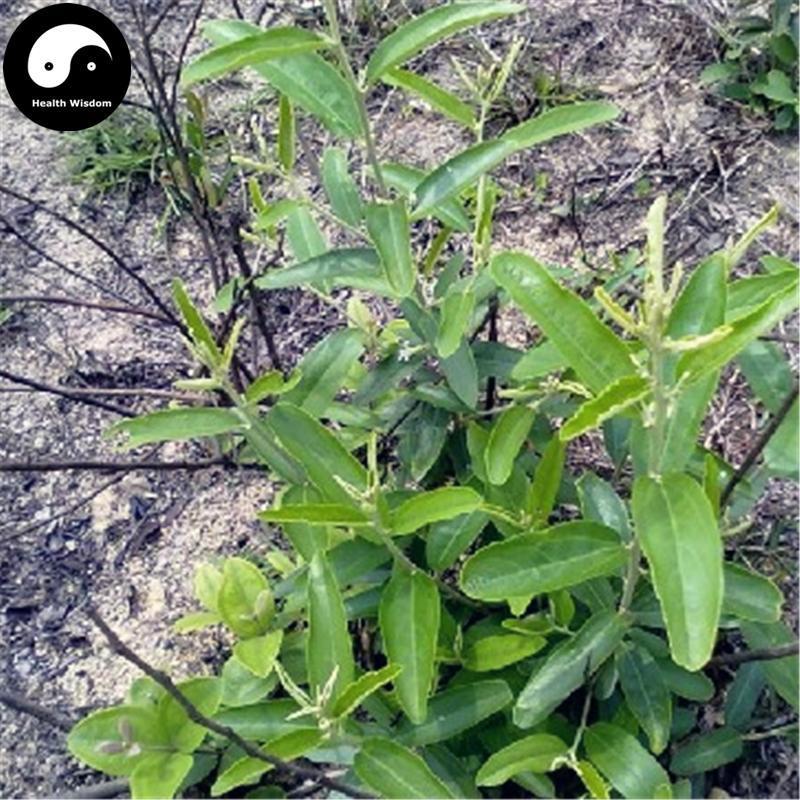 Chang Ye Shan Zhi Ma 山芝麻, Herba Helicteris Elongatae-Health Wisdom™