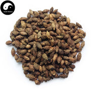 Chao Cang Er Zi 炒蒼耳子, Fructus Xanthii, Siberian Cocklour Fruit-Health Wisdom™