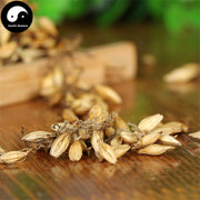 Chao Mai Ya 炒麥芽, Fructus Hordei Germinatus, Stir-baked Malt-Health Wisdom™