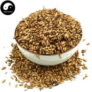 Chao Mai Ya 炒麥芽, Fructus Hordei Germinatus, Stir-baked Malt-Health Wisdom™