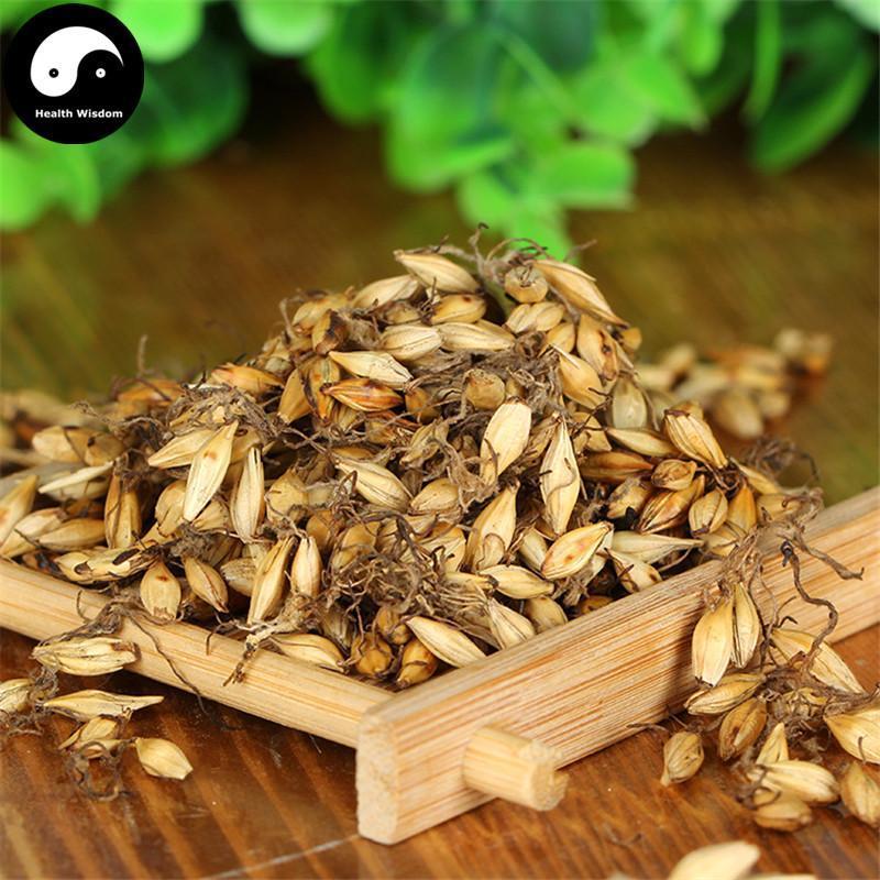 Chao Mai Ya 炒麥芽, Fructus Hordei Germinatus, Stir-baked Malt-Health Wisdom™