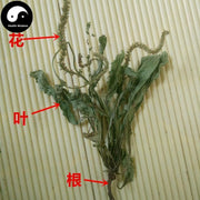 Che Qian Cao 車前草, Plantain Herb, Herba Plantaginis-Health Wisdom™