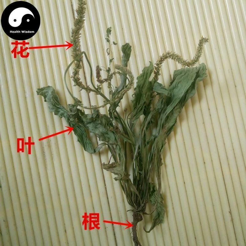Che Qian Cao 車前草, Plantain Herb, Herba Plantaginis-Health Wisdom™