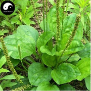 Che Qian Cao 車前草, Plantain Herb, Herba Plantaginis-Health Wisdom™