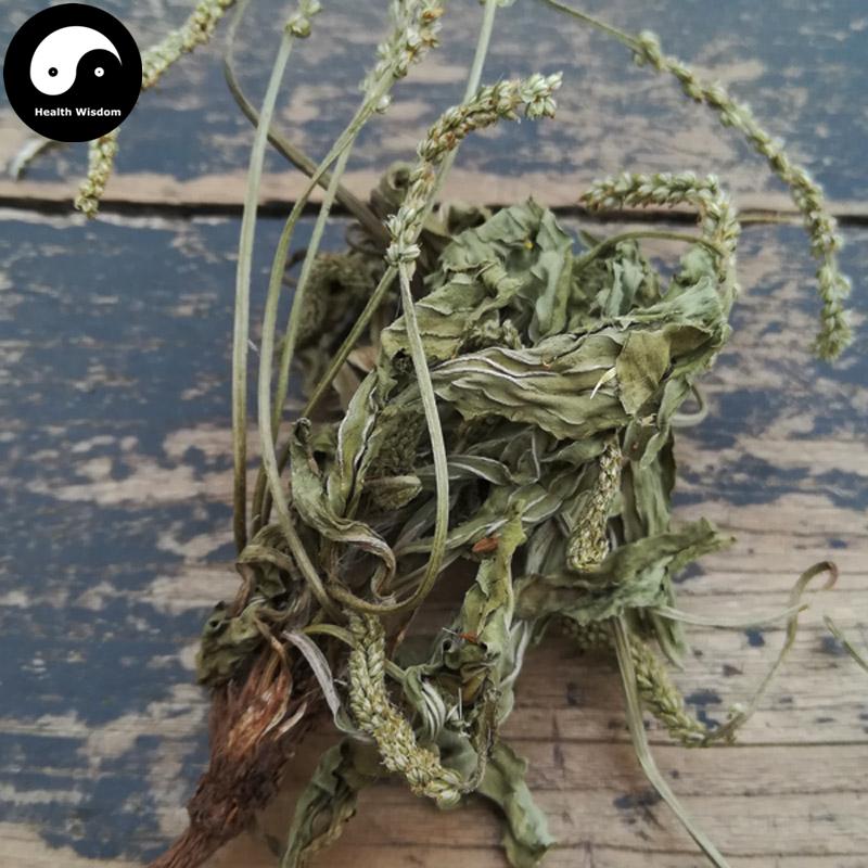 Che Qian Cao 車前草, Plantain Herb, Herba Plantaginis-Health Wisdom™