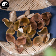 Chen Pi 陈皮, Ju Pi, Chen Ju Pi 陈橘皮, Tangerine Peel, Pericarpium Citri Reticulata-Health Wisdom™