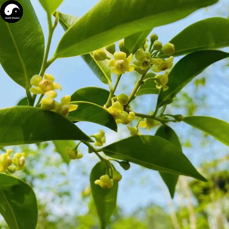Chen Xiang 沉香, Agarwood Flower Tea, Aquilaria Sinensis-Health Wisdom™