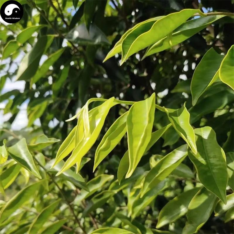 Chen Xiang 沉香, Agarwood Leaf Tea, Aquilaria Sinensis Leaves Tea-Health Wisdom™