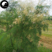 Cheng Liu 檉柳, Xi He Liu, Chinese Tamarisk Twing, Cacumen Tamaricis-Health Wisdom™