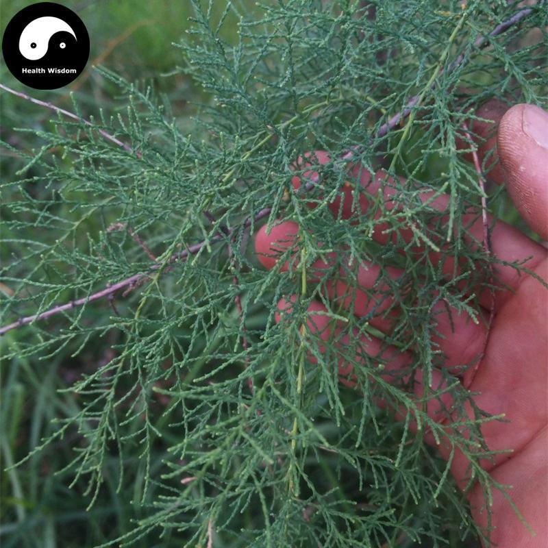 Cheng Liu 檉柳, Xi He Liu, Chinese Tamarisk Twing, Cacumen Tamaricis-Health Wisdom™