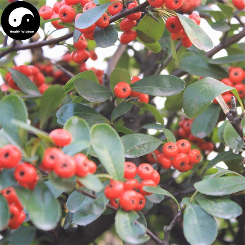 Chi Yang Zi 赤陽子, Jiu Bing Liang, Fortune Firethorn Fruit, Huo Ji Guo-Health Wisdom™