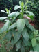 Chinese Herbs Powder Chou Ling Dan Cao 臭靈丹草, Herba Laggerae, Wingedtooth Laggera Herb, Shi Zi Cao