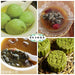 Chinese Herbs Powder Ji Shi Teng Ye 鸡矢藤叶, Chinese Fevervine Herb Leaf, Herba Paederiae Leaves