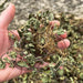 Chinese Herbs Powder Ji Xue Cao 積雪草, Asiatic Pennywort Herb, Centella Asiatica, Herba Centellae