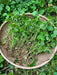 Chinese Herbs Powder Ji Xue Cao 積雪草, Asiatic Pennywort Herb, Centella Asiatica, Herba Centellae