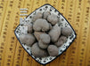 Chinese Herbs Powder San Ye Qing 三叶青, Radix Tetrastigma Hemsleyanum, Jin Xian Diao Hu Lu