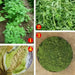 Chinese Herbs Powder Spice Xiang Dou Fen 香豆粉, Fenugreek Powder, Ku Dou Fen 苦豆粉