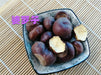 Chinese Herbs Powder Suo Luo Zi 娑罗子, Chinese Buckeye Seed, Semen Aesculi, Su Luo Zi, Kai Xin Guo