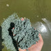 Chinese Herbs Powder Wu Fan Shu 乌饭叶, Nan Zhu Ye 南烛叶, Vaccinium Bracteatum Leaf, Black Rice