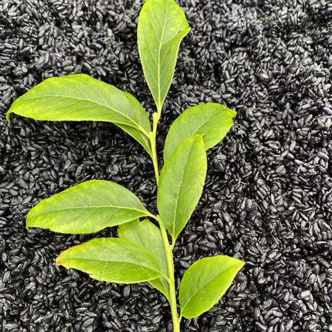 Chinese Herbs Powder Wu Fan Shu 乌饭叶, Nan Zhu Ye 南烛叶, Vaccinium Bracteatum Leaf, Black Rice