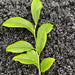 Chinese Herbs Powder Wu Fan Shu 乌饭叶, Nan Zhu Ye 南烛叶, Vaccinium Bracteatum Leaf, Black Rice