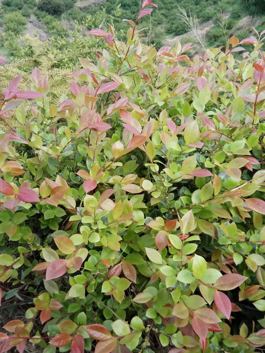 Chinese Herbs Powder Wu Fan Shu 乌饭叶, Nan Zhu Ye 南烛叶, Vaccinium Bracteatum Leaf, Black Rice