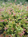 Chinese Herbs Powder Wu Fan Shu 乌饭叶, Nan Zhu Ye 南烛叶, Vaccinium Bracteatum Leaf, Black Rice