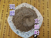 Chinese Herbs Powder Xuan Shen 玄參, Yuan Shen, Radix Scrophulariae, Figwort Root