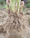 Chinese Herbs Powder Yan Lan Cao Gen 岩兰草根, Chrysopogon Zizanioides Roots, Vetiver Powder