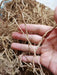 Chinese Herbs Powder Yan Lan Cao Gen 岩兰草根, Chrysopogon Zizanioides Roots, Vetiver Powder
