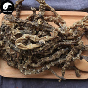 Chong Cao Di Shen 虫草地参, L.Lucidus Turcz Root, Ze Lan Gen, Di Shen-Health Wisdom™