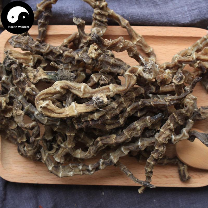 Chong Cao Di Shen 虫草地参, L.Lucidus Turcz Root, Ze Lan Gen, Di Shen-Health Wisdom™