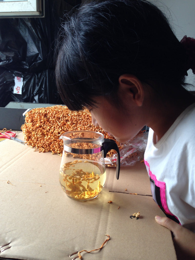 Chong Cao Hua 虫草花, Dried Cordyceps Militaris, Mushroom Cordyceps-Health Wisdom™