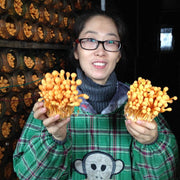 Chong Cao Hua 虫草花, Dried Cordyceps Militaris, Mushroom Cordyceps-Health Wisdom™