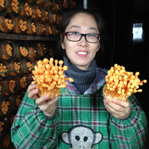 Chong Cao Hua 虫草花, Dried Cordyceps Militaris, Mushroom Cordyceps-Health Wisdom™