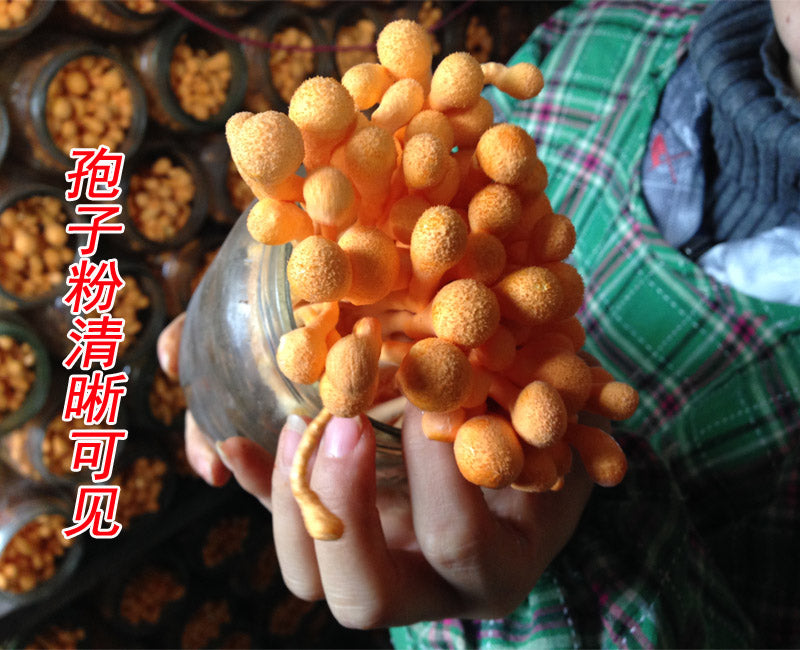 Chong Cao Hua 虫草花, Dried Cordyceps Militaris, Mushroom Cordyceps-Health Wisdom™