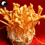 Chong Cao Hua Fen 虫草花粉, Cordyceps Militaris Powder, Mushroom Cordyceps-Health Wisdom™