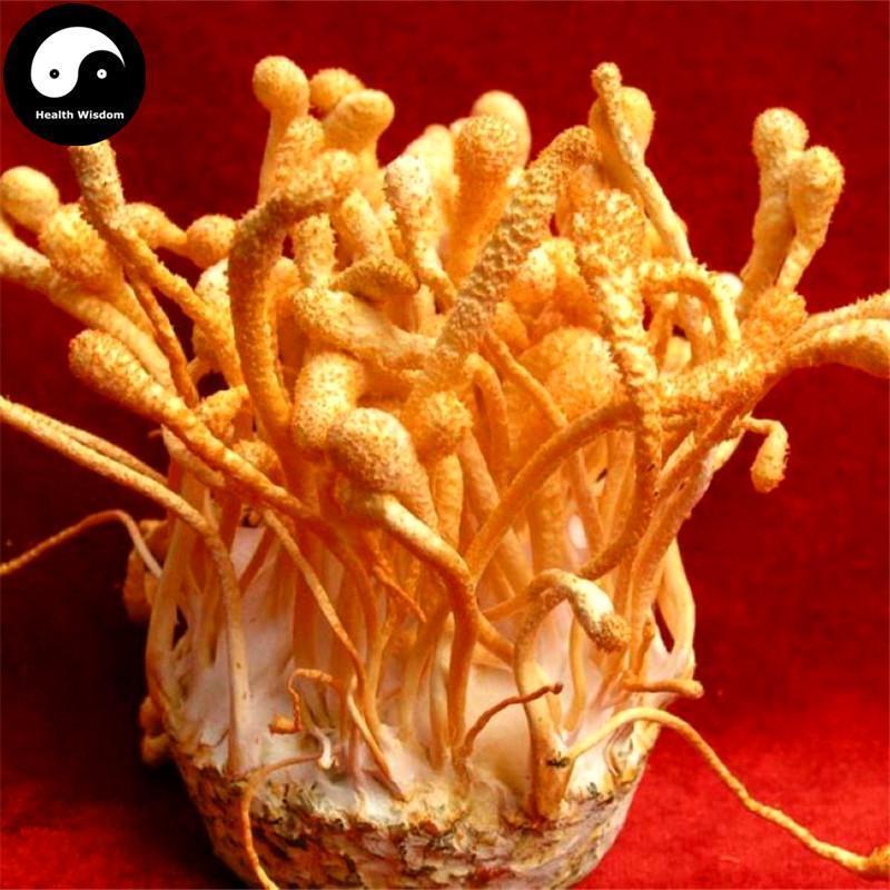 Chong Cao Hua Fen 虫草花粉, Cordyceps Militaris Powder, Mushroom Cordyceps-Health Wisdom™