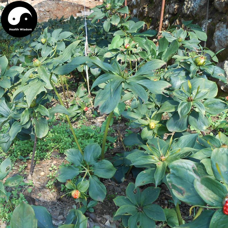 Chong Lou Fen 重樓粉, Pure Rhizoma Paridis Roots Powder, Chinese Paris Rhizome, Zhong Lou-Health Wisdom™