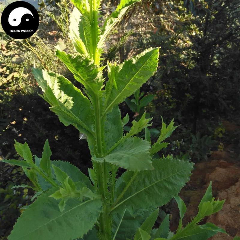 Chou Ling Dan Cao 臭靈丹草, Herba Laggerae, Wingedtooth Laggera Herb, Shi Zi Cao-Health Wisdom™