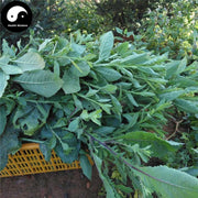 Chou Ling Dan Cao 臭靈丹草, Herba Laggerae, Wingedtooth Laggera Herb, Shi Zi Cao-Health Wisdom™