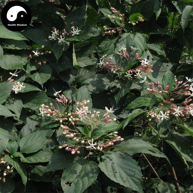 Chou Wu Tong Gen 臭梧桐根, Harlequin Glorybower Root, Radix Clerodendri Trichotomi-Health Wisdom™