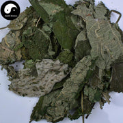 Chu Ye 楮葉, Common papermulberry leaf, Folium Broussonetiae, Gou Ye-Health Wisdom™