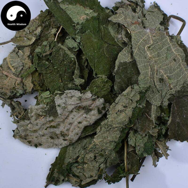 Chu Ye 楮葉, Common papermulberry leaf, Folium Broussonetiae, Gou Ye-Health Wisdom™