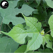 Chu Ye 楮葉, Common papermulberry leaf, Folium Broussonetiae, Gou Ye-Health Wisdom™