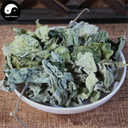 Chu Ye 楮葉, Common papermulberry leaf, Folium Broussonetiae, Gou Ye-Health Wisdom™