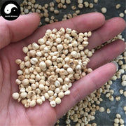 Chuan Bei Mu 川贝母, Bulbus Fritillariae Cirrhosae, Unibract Fritillary Bulb-Health Wisdom™