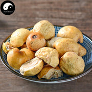 Chuan Lian Zi 川楝子, Fructus Toosendan, Toosendan Fruit, Szechwan Chinaberry Fruit, Jin Ling Zi-Health Wisdom™