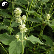 Chuan Niu Xi 川牛膝, Radix Cyathulae, Cyathula Officinalis Kuan Root-Health Wisdom™